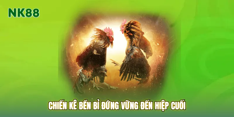 Chiến kê bền bỉ đứng vững đến hiệp cuối