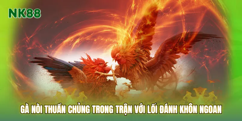 Gà nòi thuần chủng trong trận với lối đánh khôn ngoan