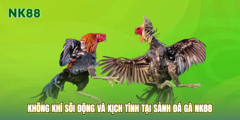 Không khí sôi động và kịch tính tại sảnh Đá gà NK88