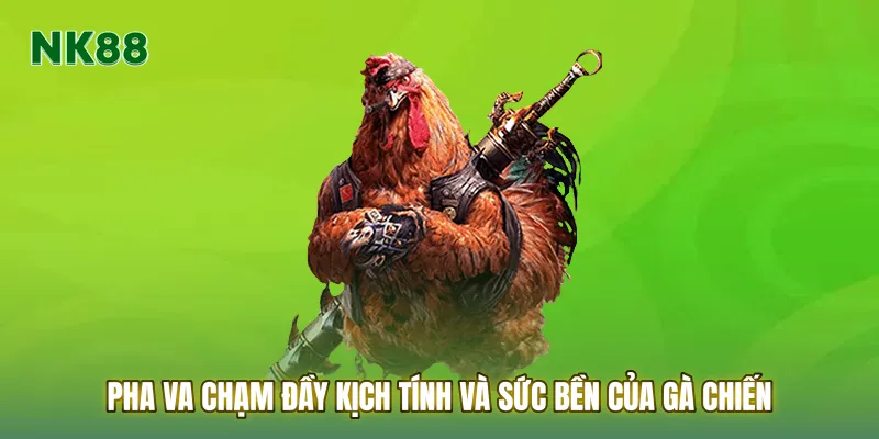 Pha va chạm đầy kịch tính và sức bền của gà chiến